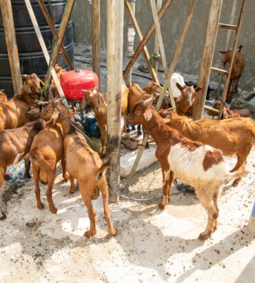 Donation of one hundred and twenty bags of rice, fifty male goats and fifty cartons of groundnut oil to host communities as Christmas New Year gifts